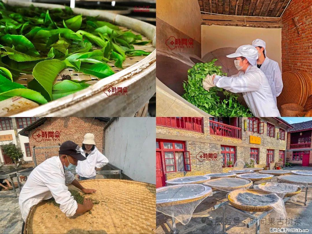 时间果百年古树龙珠普洱生茶 - 购物交流 - 南充生活社区 - 南充28生活网 nanchong.28life.com