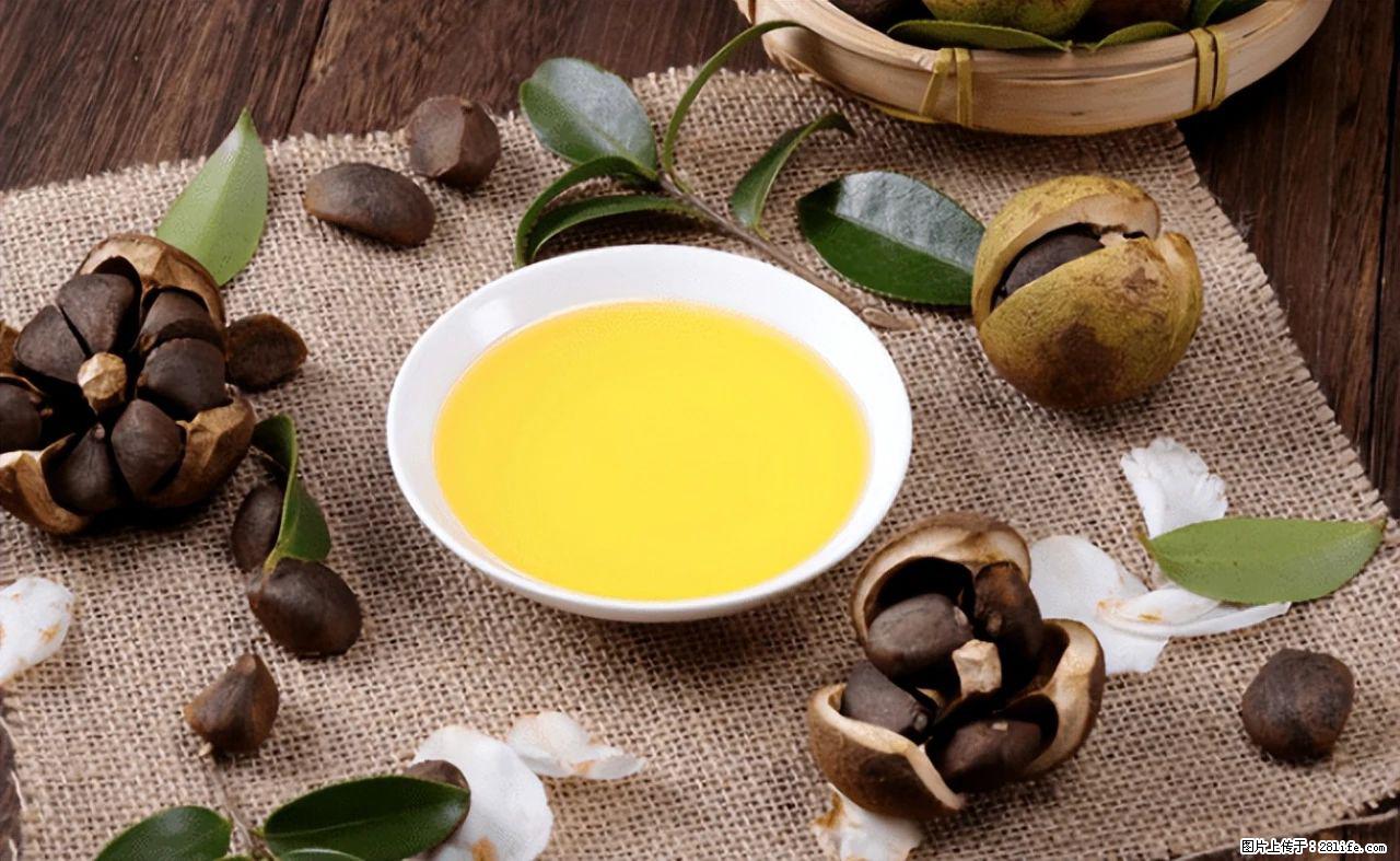 揭秘茶油的5大核心营养成分!被称为人体健康的“守护盾”! - 南充生活资讯 - 南充28生活网 nanchong.28life.com