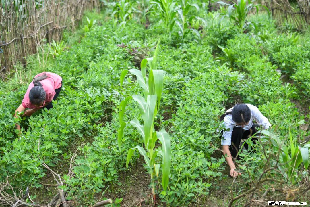全网追的“扁担女孩”,找了一份暑假工,时薪12元 - 南充生活资讯 - 南充28生活网 nanchong.28life.com