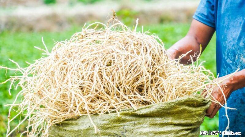 堪称“最难吃”的蔬菜，却是 “抗辐射神器”，还能护肺、清热、止咳化痰！ - 南充生活资讯 - 南充28生活网 nanchong.28life.com