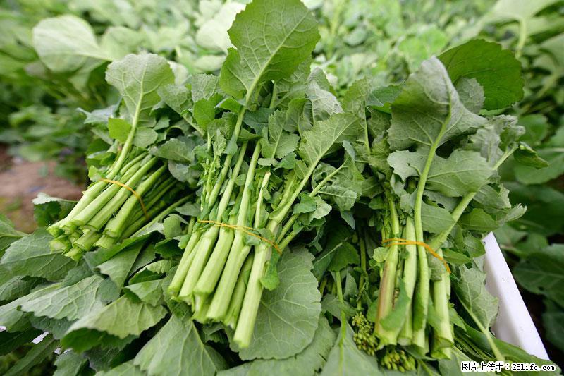这些蔬菜是“天然钙片”，这6种被医生重点推荐 - 南充生活资讯 - 南充28生活网 nanchong.28life.com